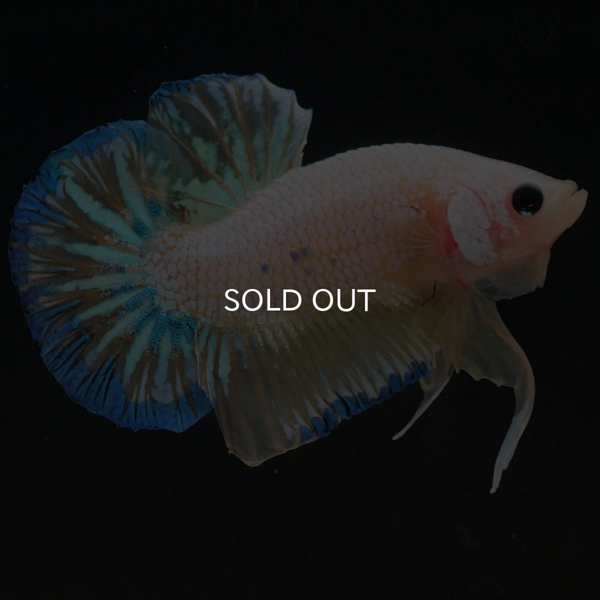 画像7: HMPK　イエローファンシー (7)