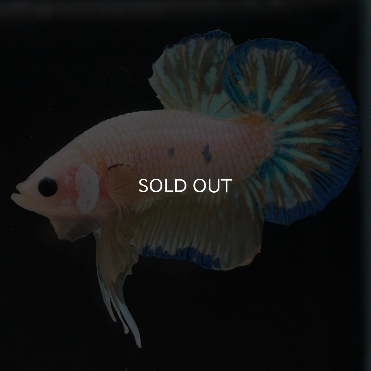 画像4: HMPK　イエローファンシー (4)