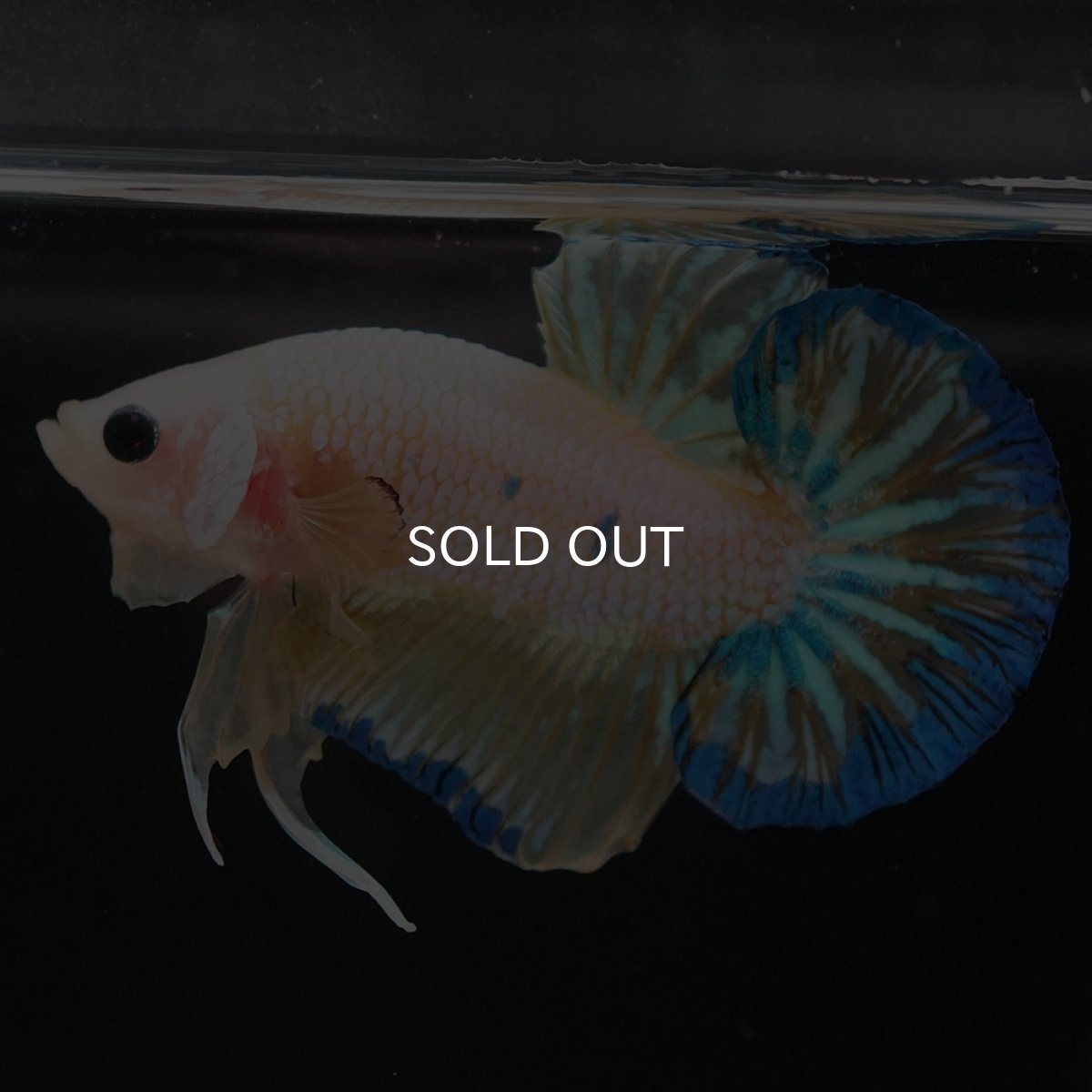 画像6: HMPK　イエローファンシー (6)