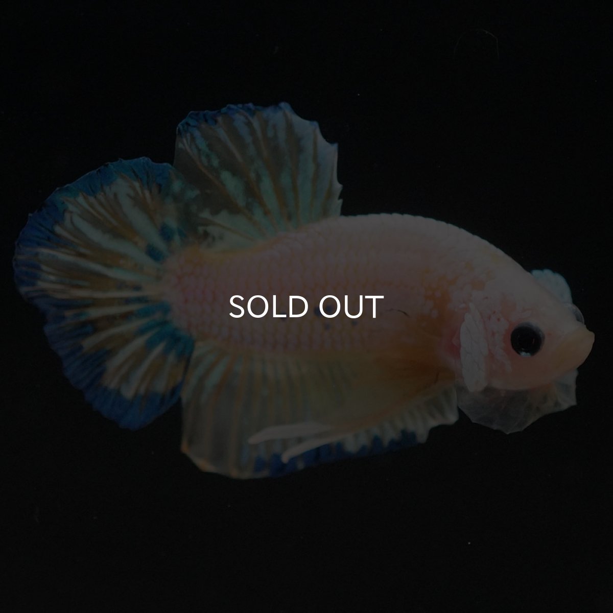 画像5: HMPK　イエローファンシー (5)