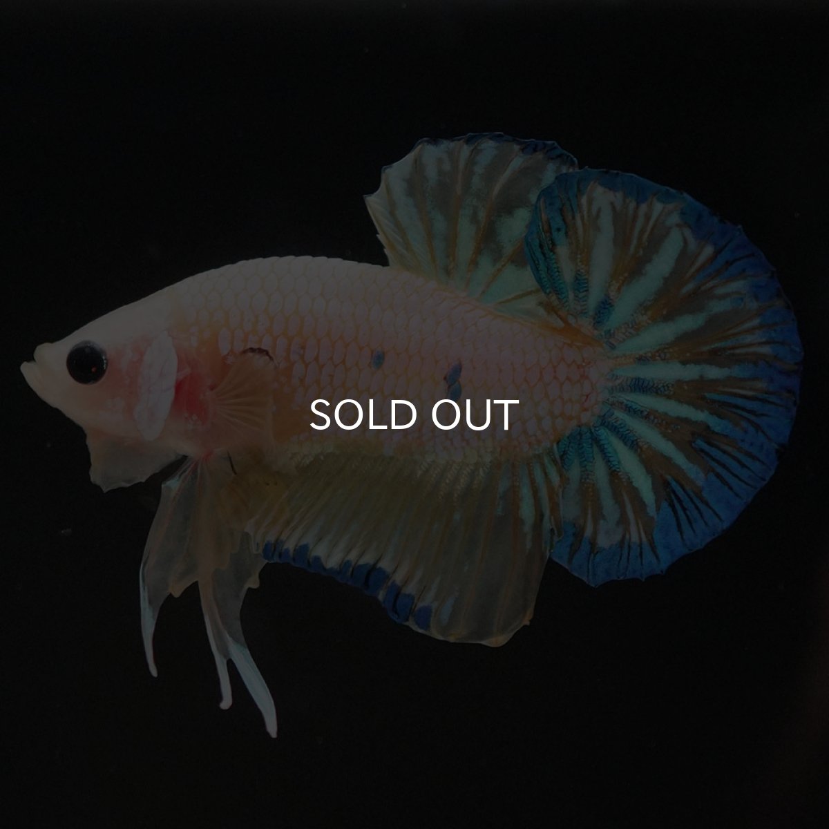 画像2: HMPK　イエローファンシー (2)