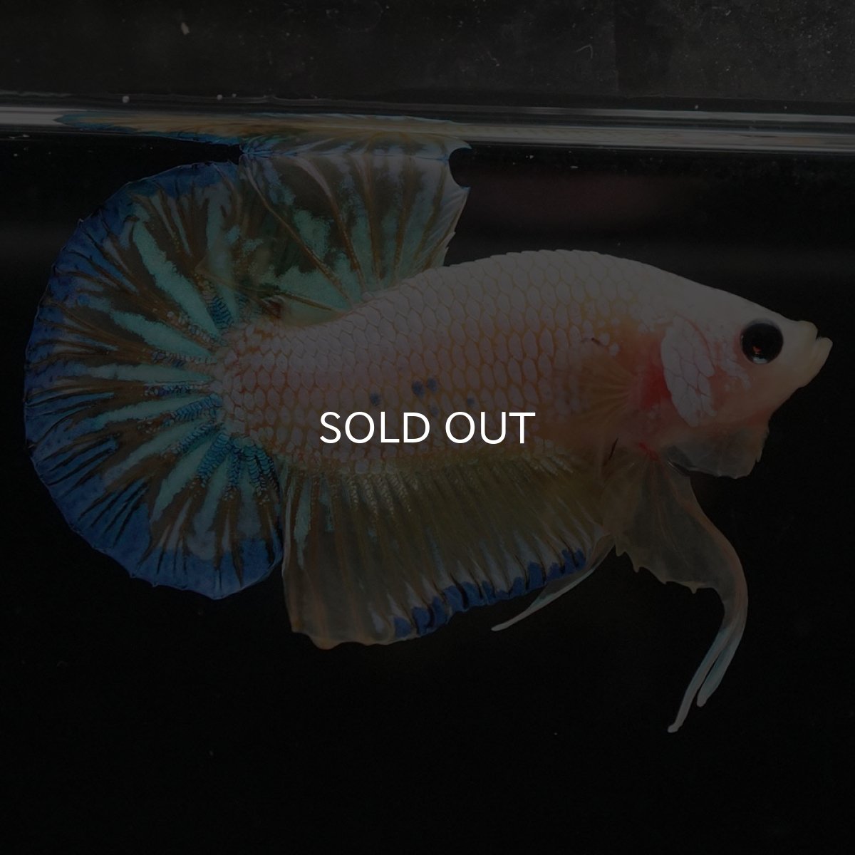 画像3: HMPK　イエローファンシー (3)