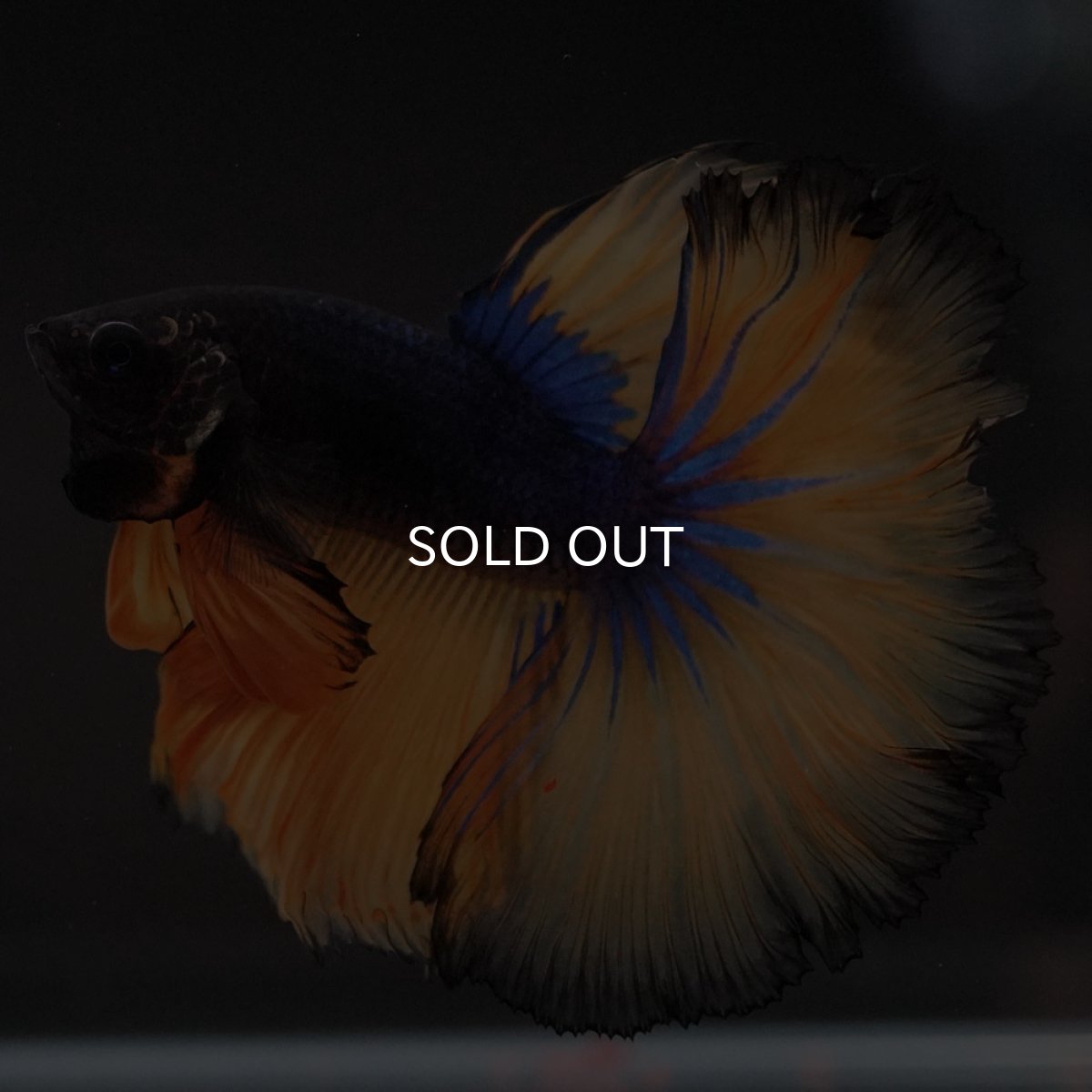 画像10: HM マスタードガス (10)