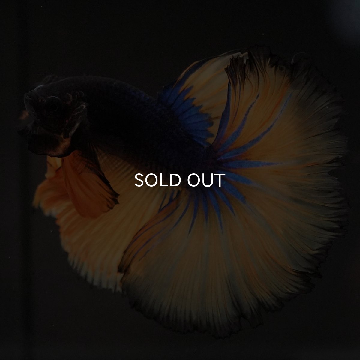 画像9: HM マスタードガス (9)