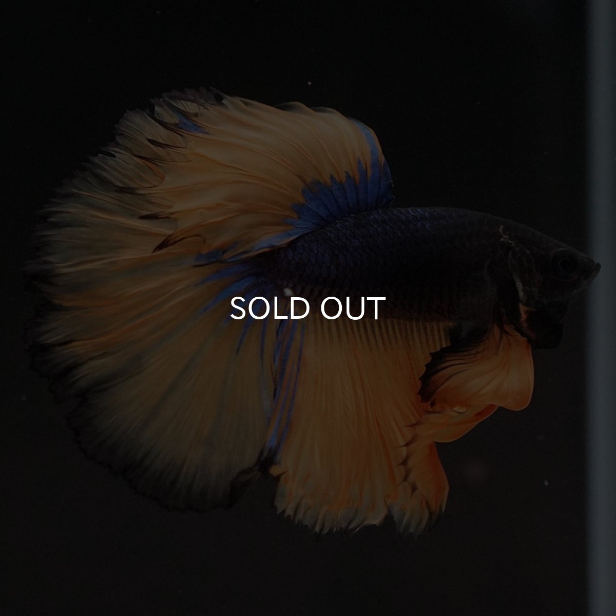 画像7: HM マスタードガス (7)