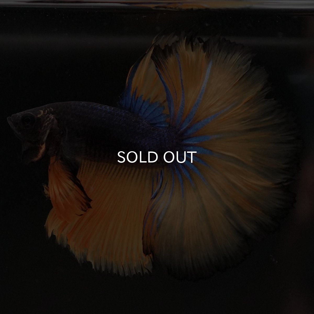 画像6: HM マスタードガス (6)