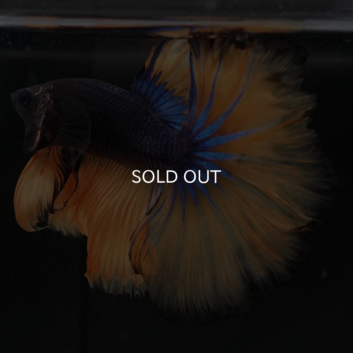 画像8: HM マスタードガス (8)