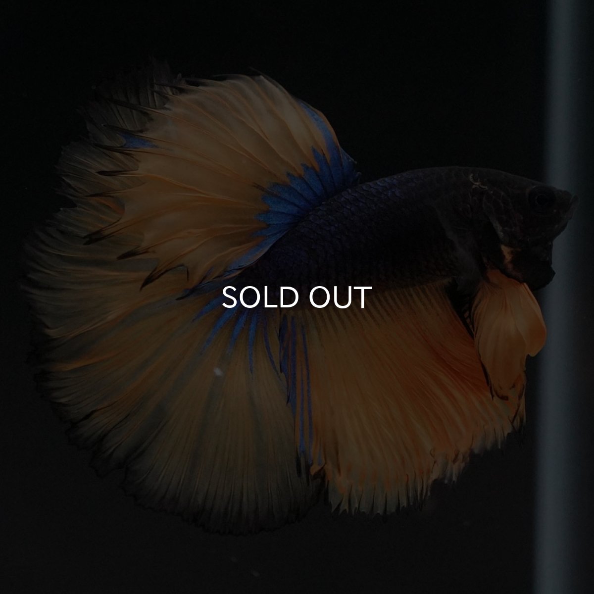 画像5: HM マスタードガス (5)