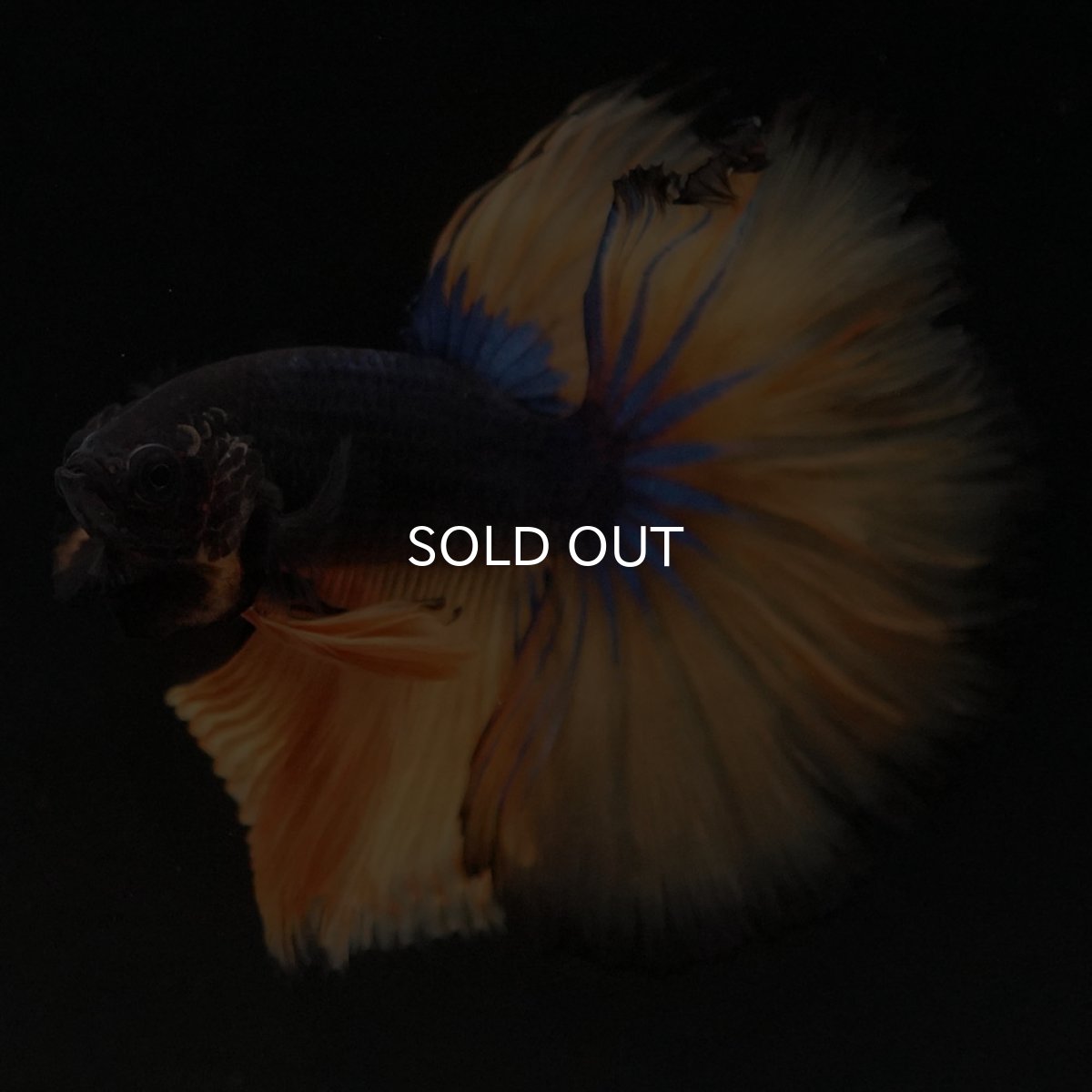 画像4: HM マスタードガス (4)