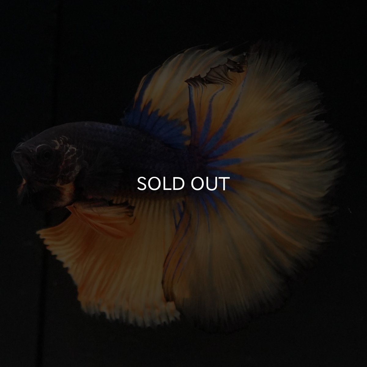 画像2: HM マスタードガス (2)