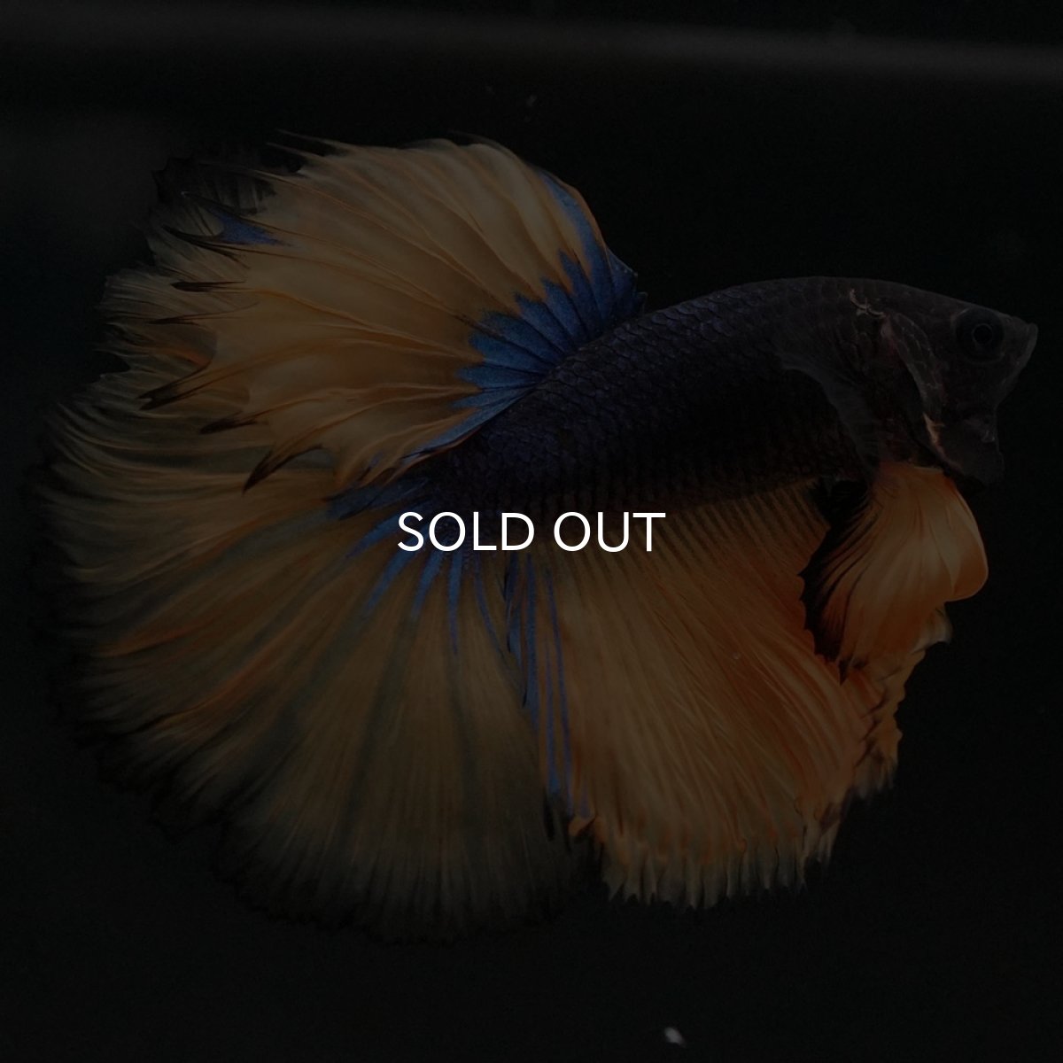 画像3: HM マスタードガス (3)