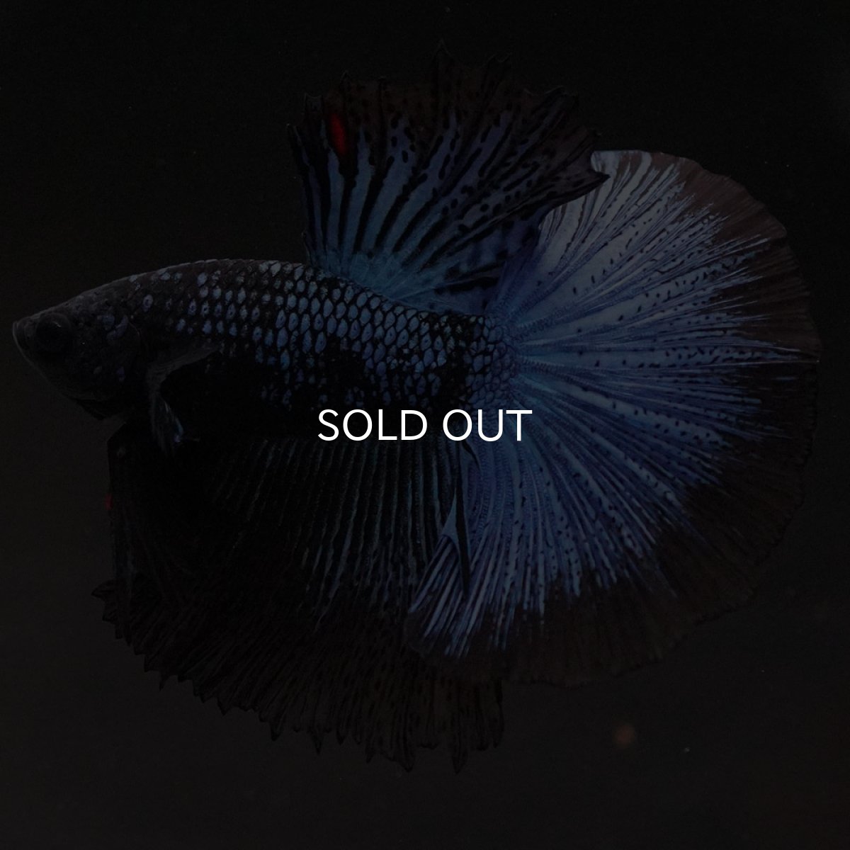 画像9: HM ブルーブラック (9)