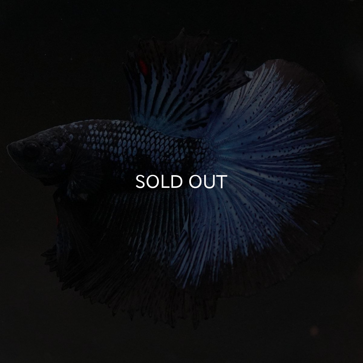 画像8: HM ブルーブラック (8)