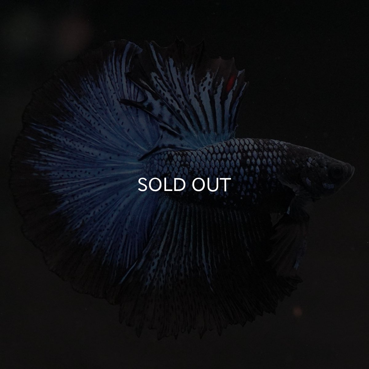 画像2: HM ブルーブラック (2)