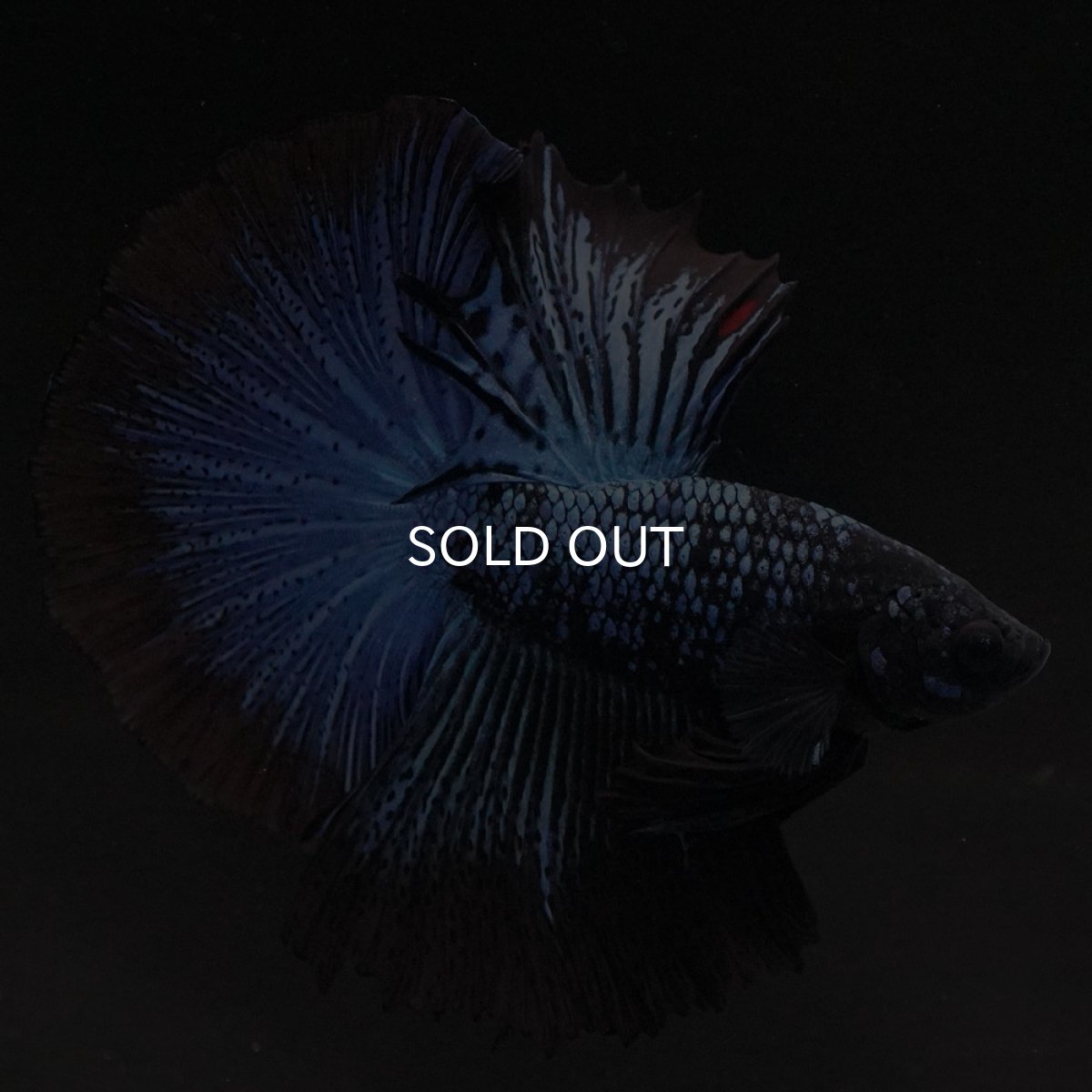 画像4: HM ブルーブラック (4)