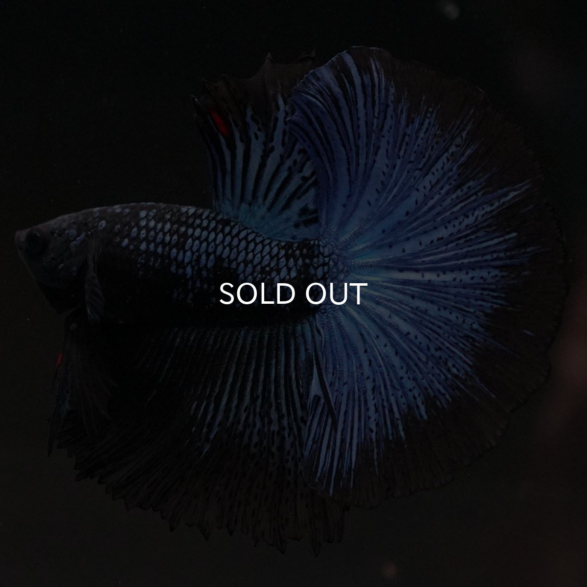 画像3: HM ブルーブラック (3)