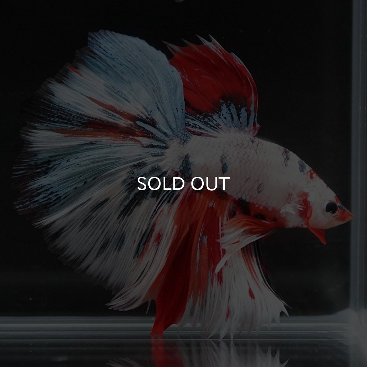 画像6: HM ホワイトファンシー (6)