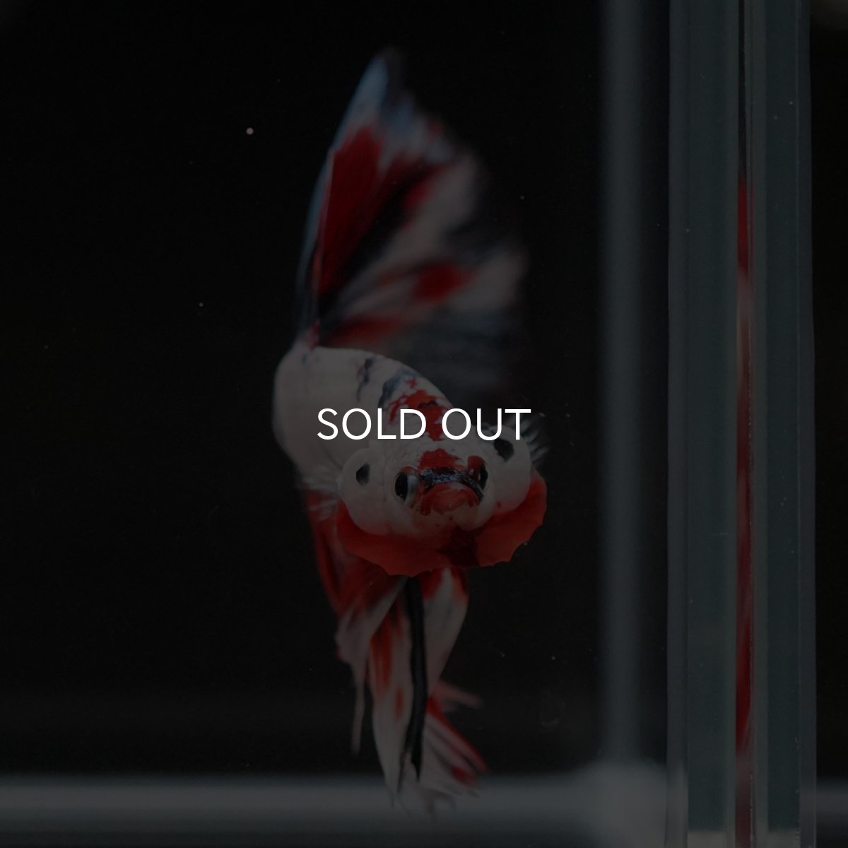 画像8: HM ホワイトファンシー (8)