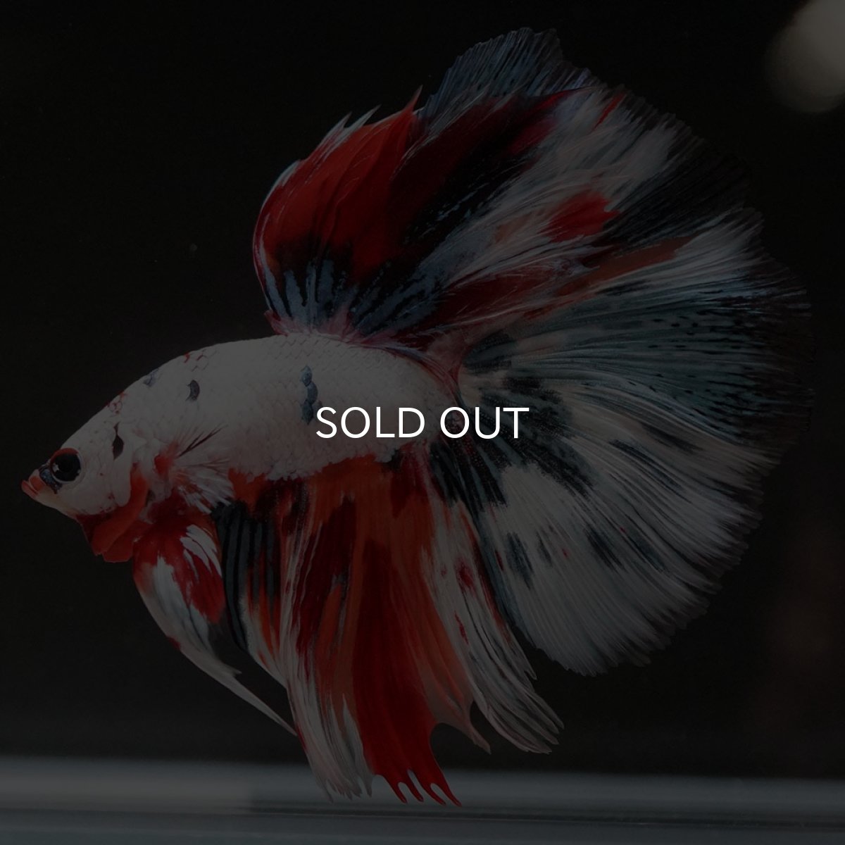 画像7: HM ホワイトファンシー (7)