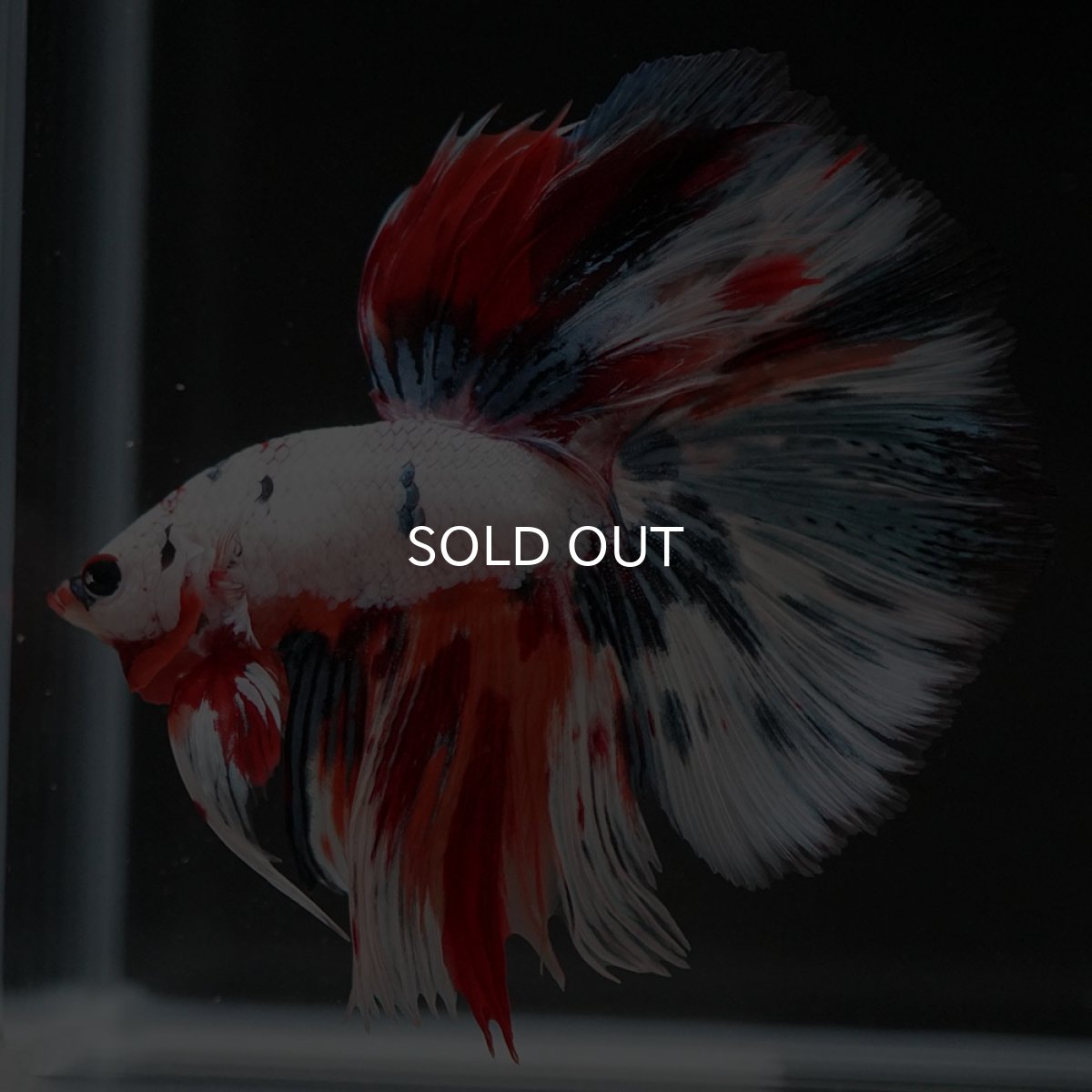 画像5: HM ホワイトファンシー (5)