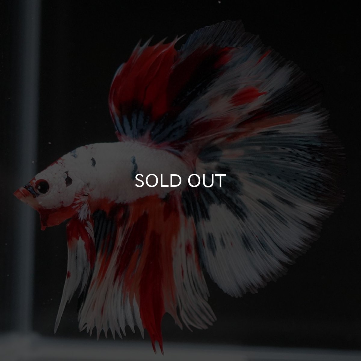 画像3: HM ホワイトファンシー (3)