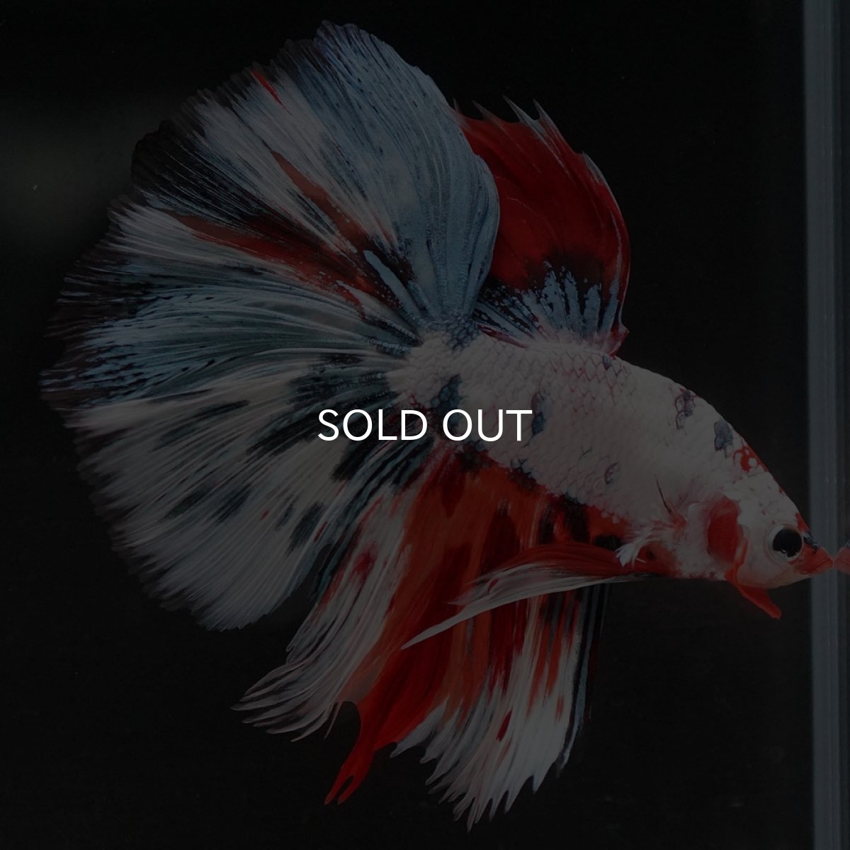 画像4: HM ホワイトファンシー (4)