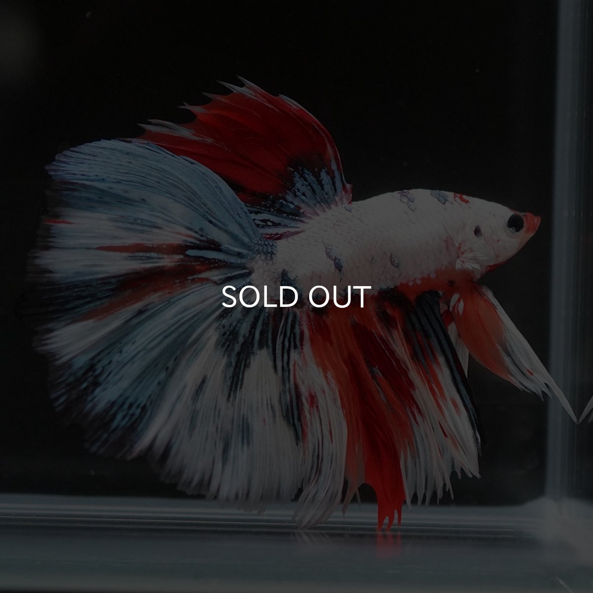 画像2: HM ホワイトファンシー (2)