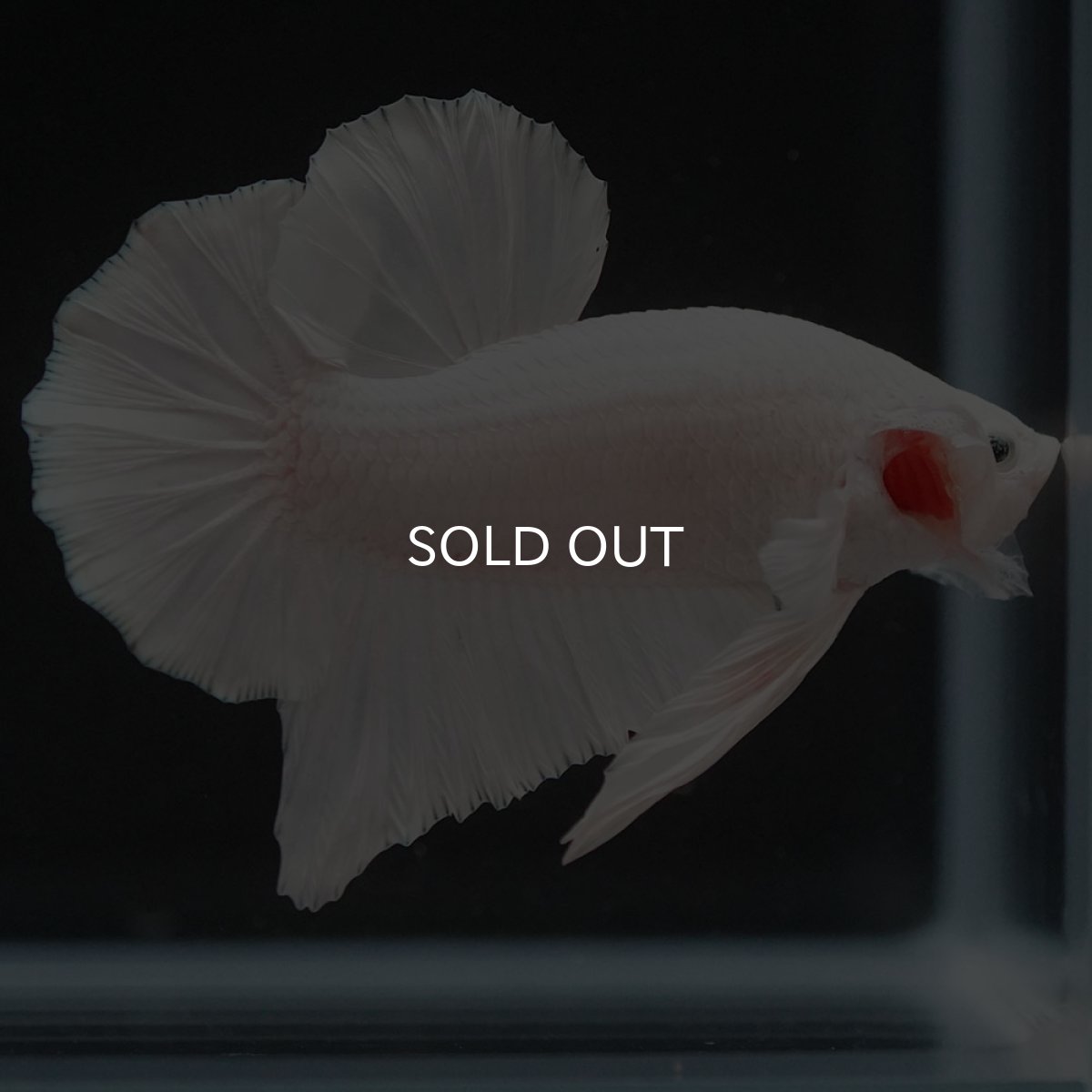 画像10: HMPK　ホワイト (10)