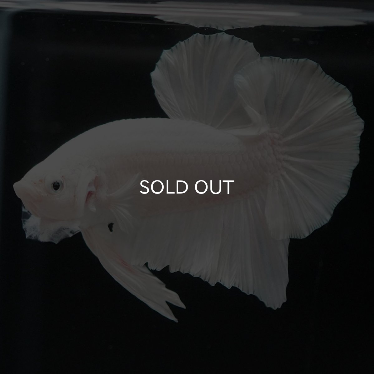 画像7: HMPK　ホワイト (7)