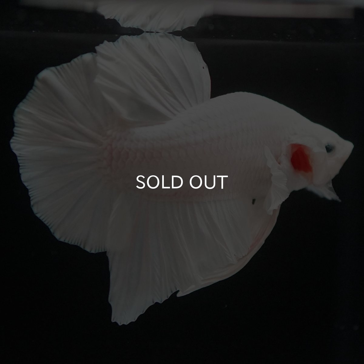 画像6: HMPK　ホワイト (6)