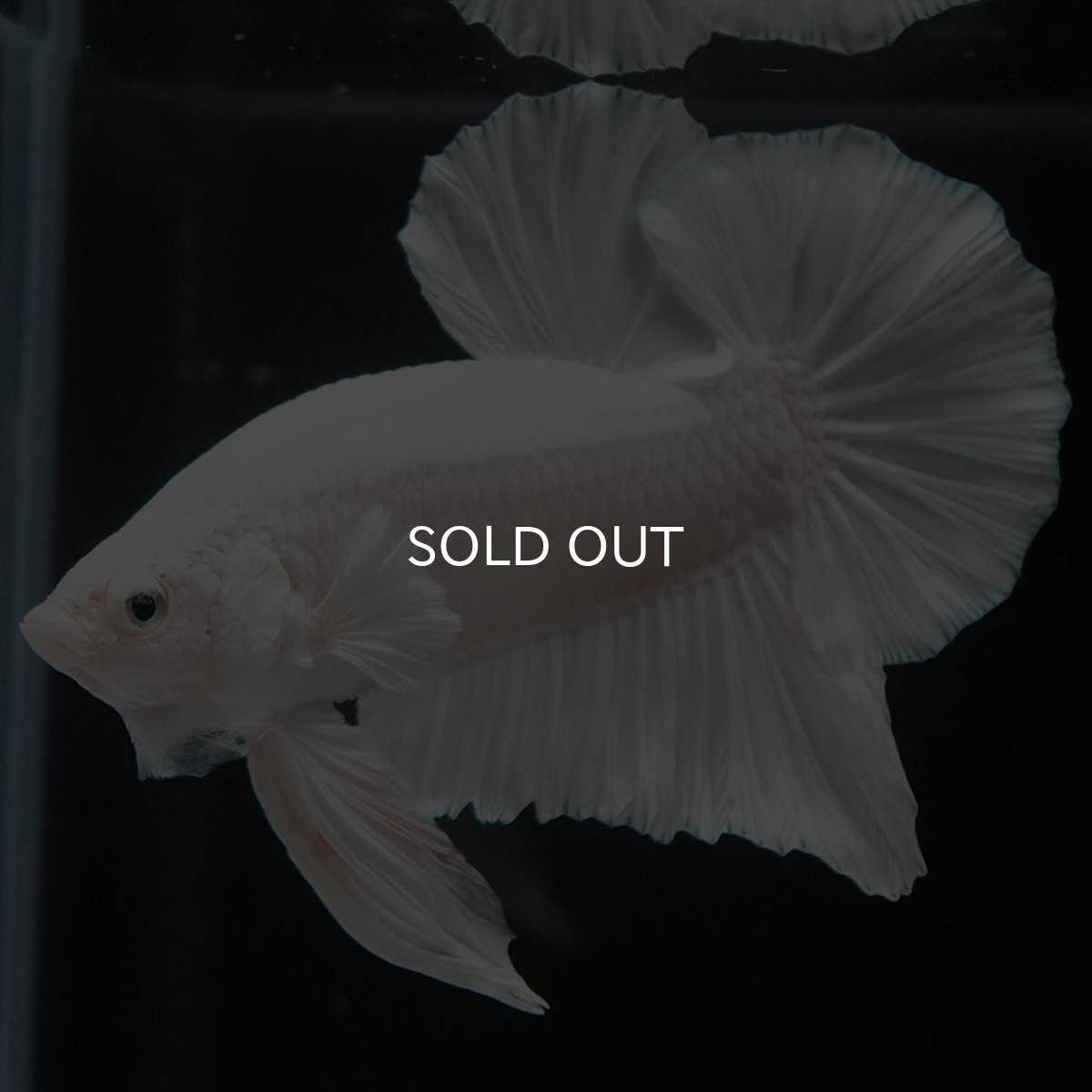 画像3: HMPK　ホワイト (3)