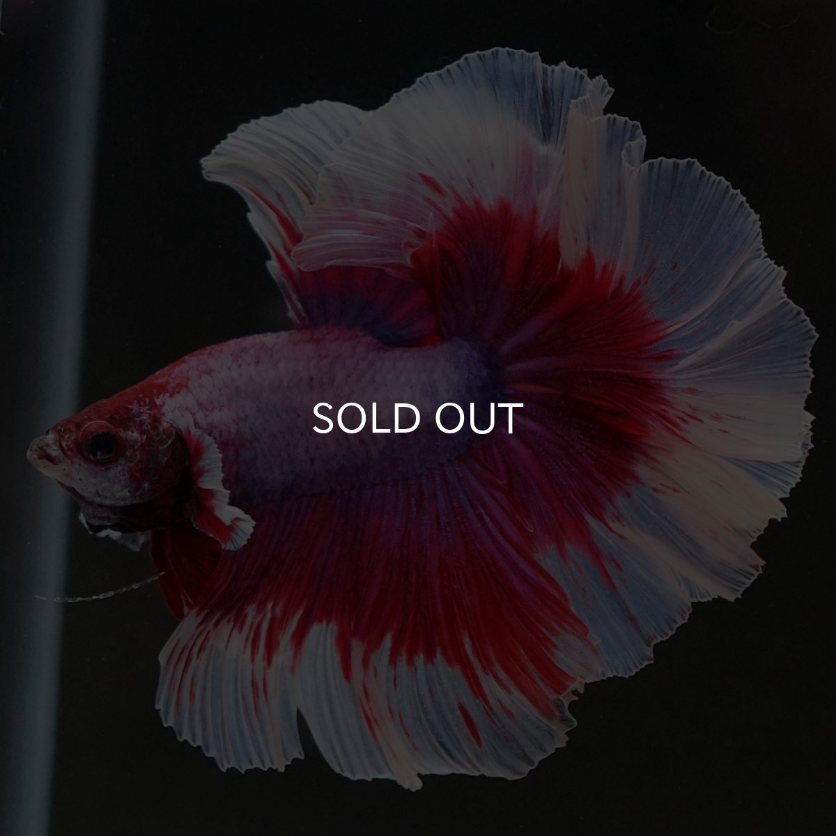 画像5: HM ラベンダーバタフライ ローズテール (5)