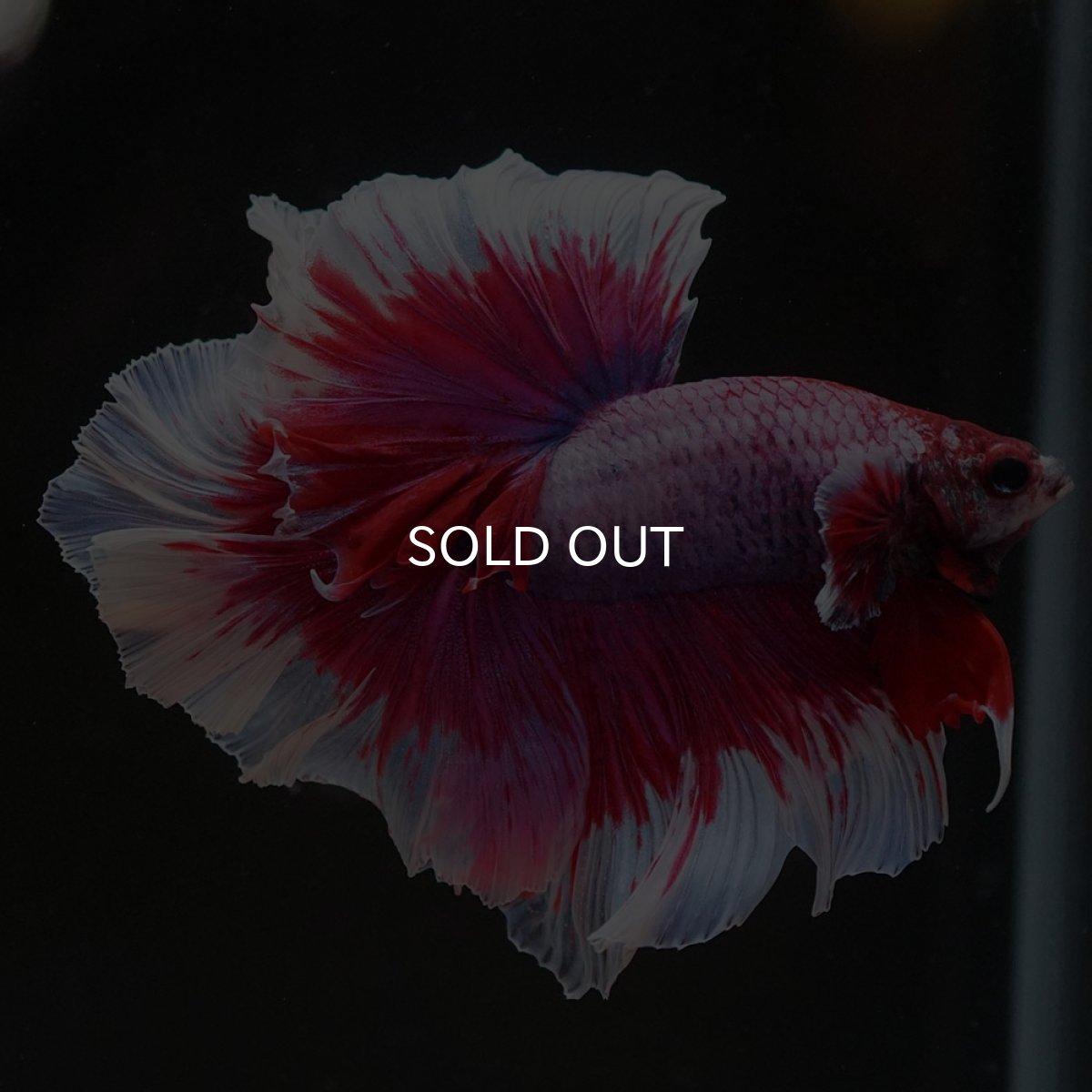 画像10: HM ラベンダーバタフライ ローズテール (10)