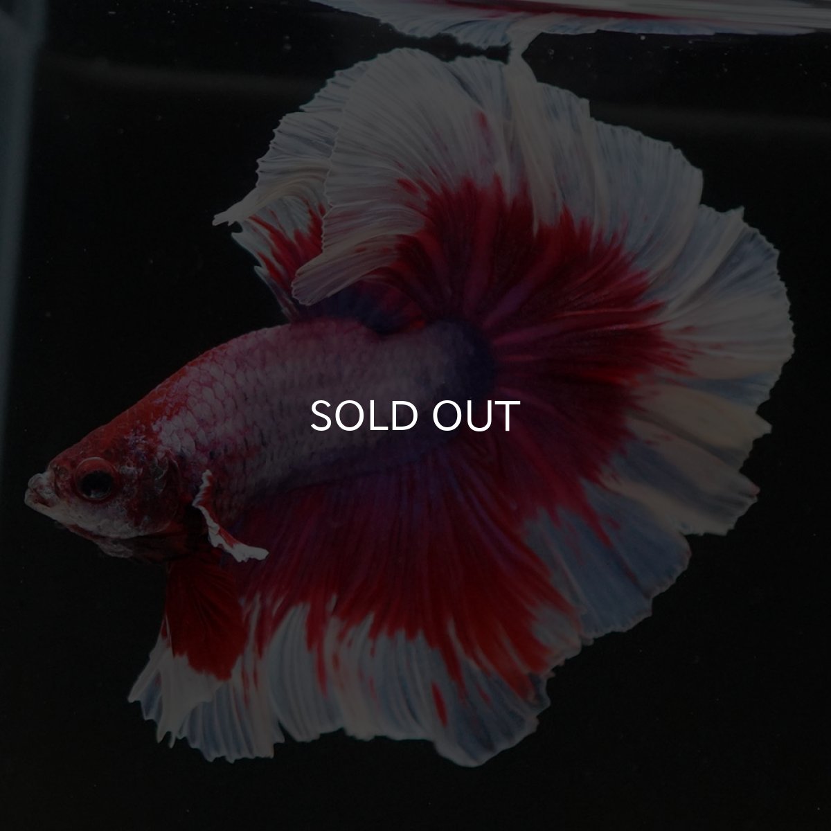 画像7: HM ラベンダーバタフライ ローズテール (7)