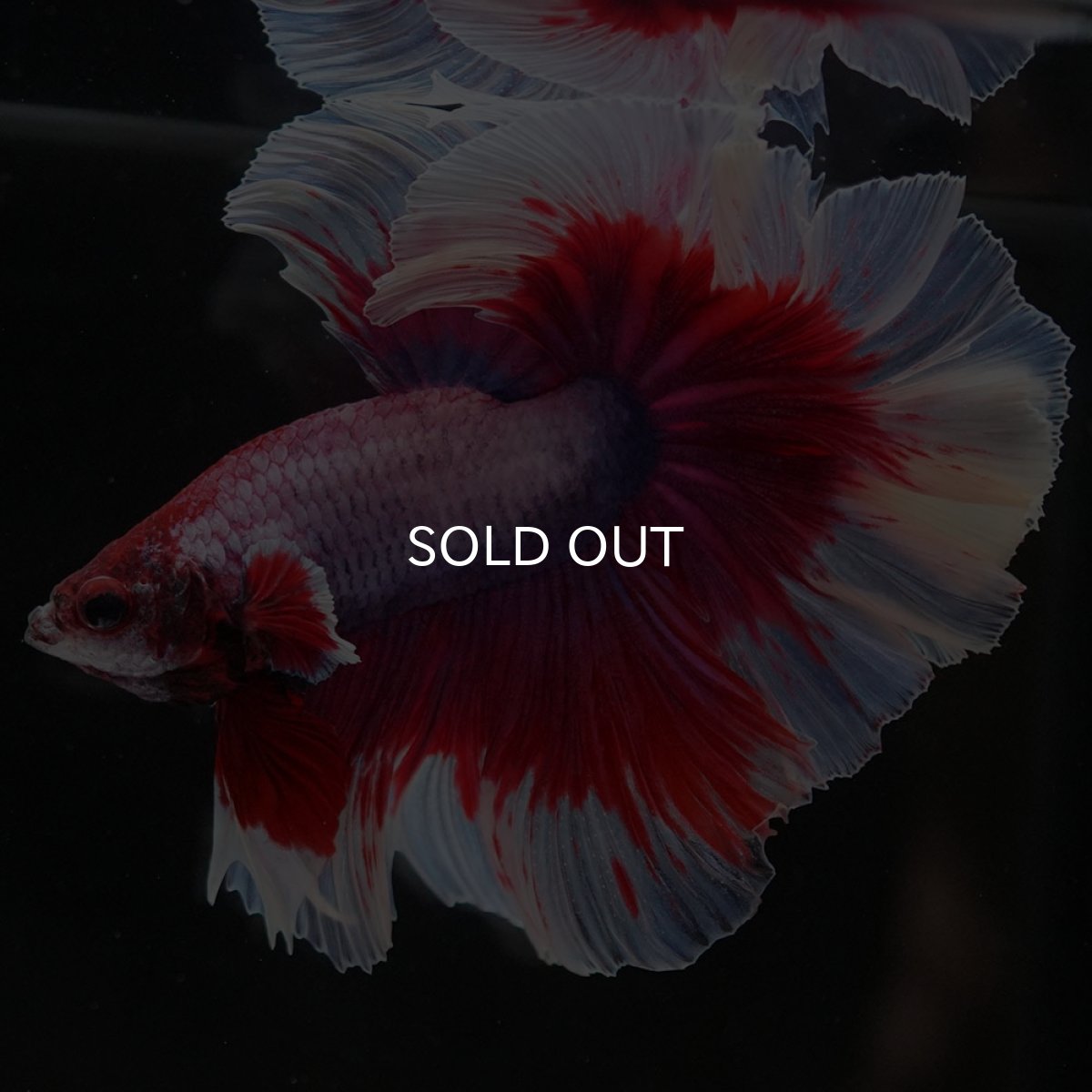 画像9: HM ラベンダーバタフライ ローズテール (9)