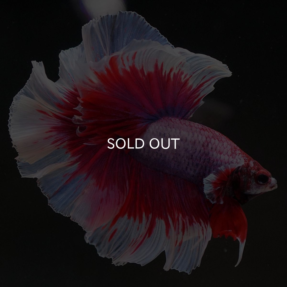 画像8: HM ラベンダーバタフライ ローズテール (8)