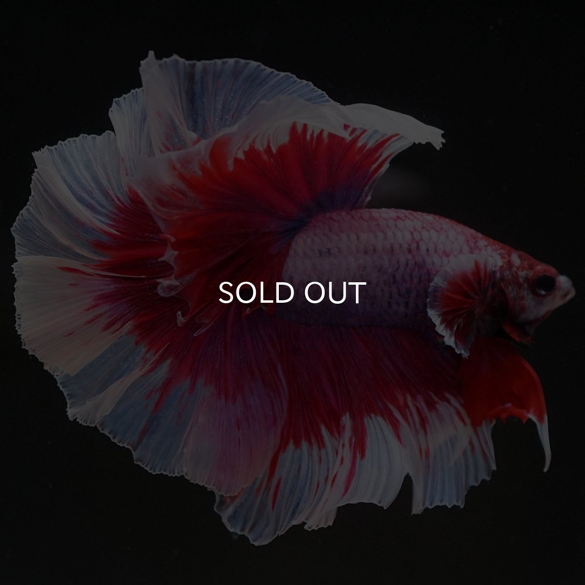 画像6: HM ラベンダーバタフライ ローズテール (6)