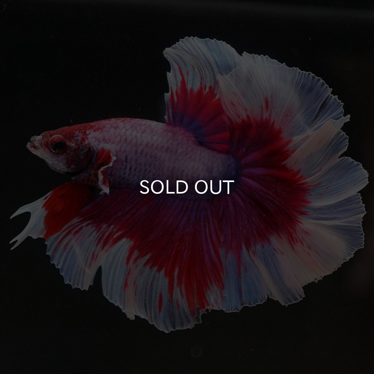 画像2: HM ラベンダーバタフライ ローズテール (2)