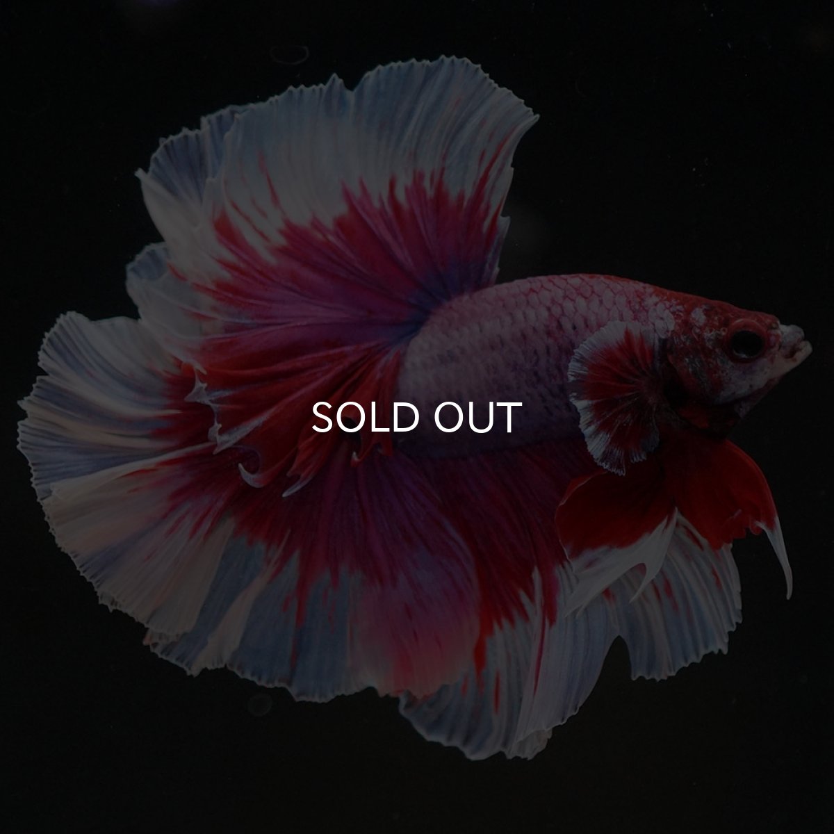 画像4: HM ラベンダーバタフライ ローズテール (4)