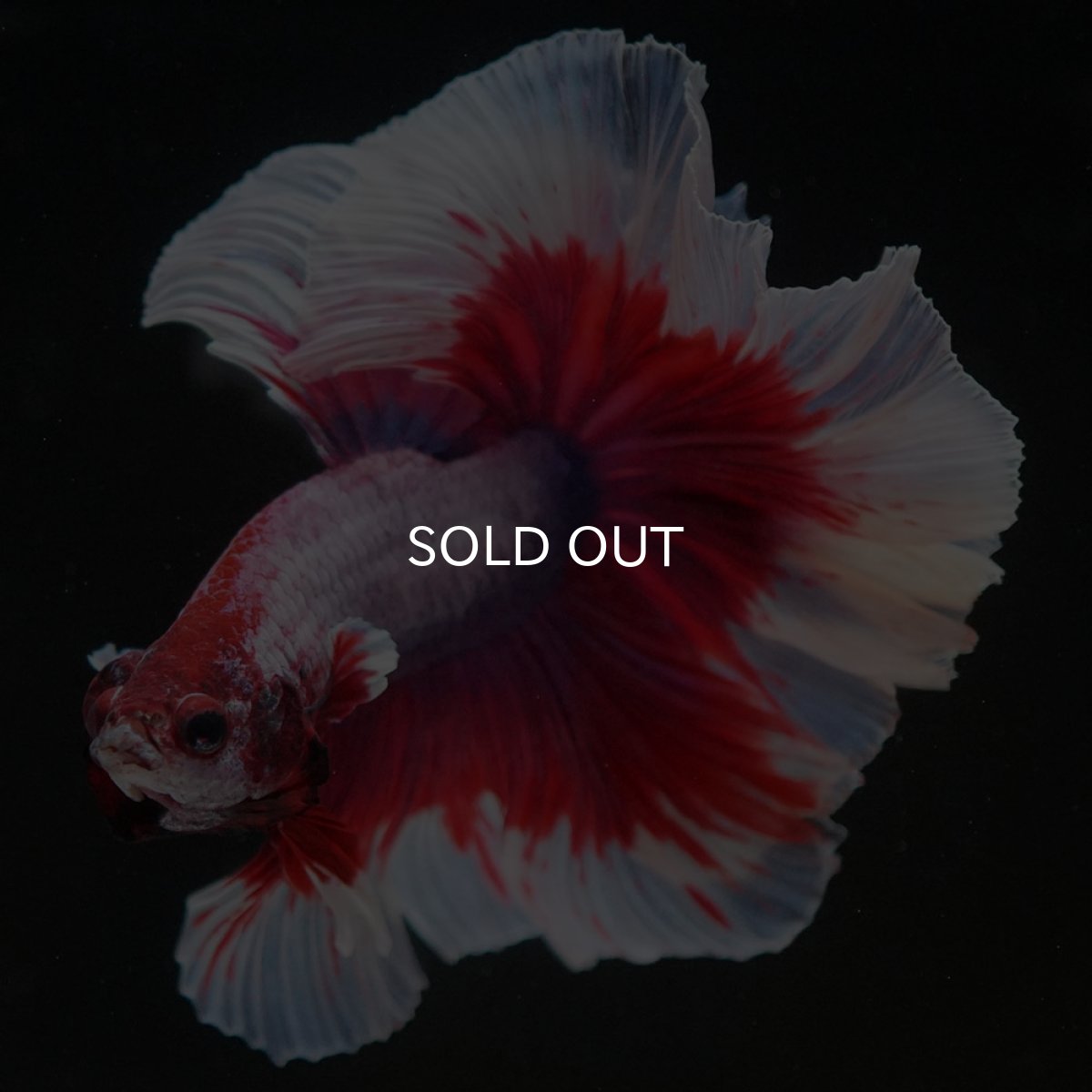 画像3: HM ラベンダーバタフライ ローズテール (3)