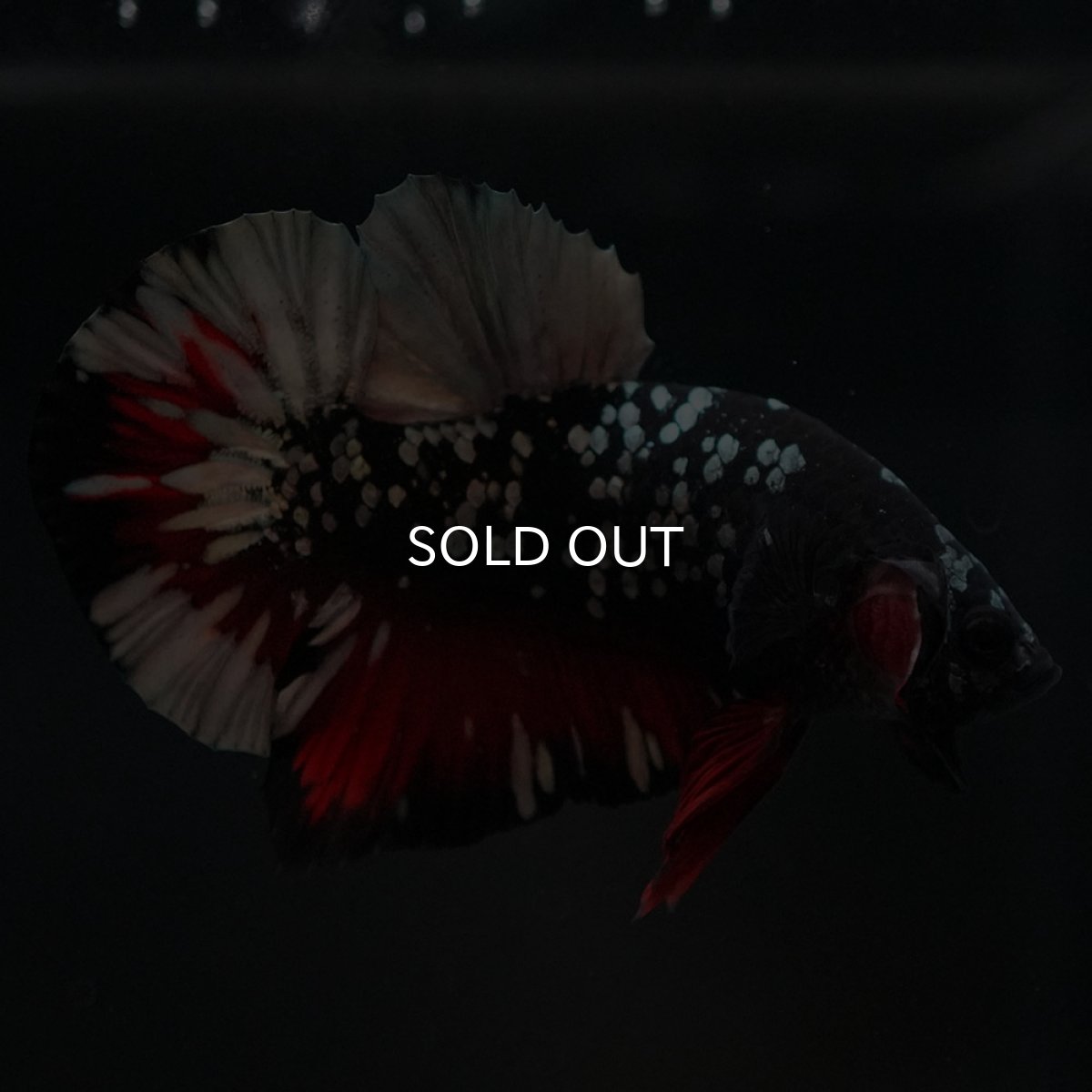 画像7: HMPK　ブラックカッパースター (7)