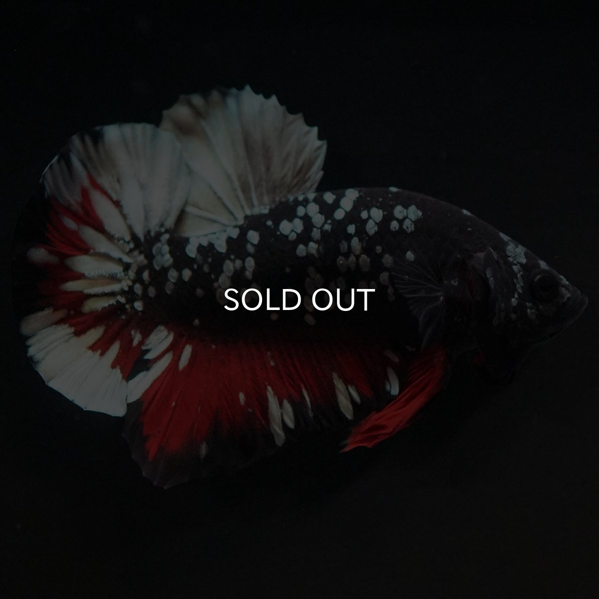 画像3: HMPK　ブラックカッパースター (3)