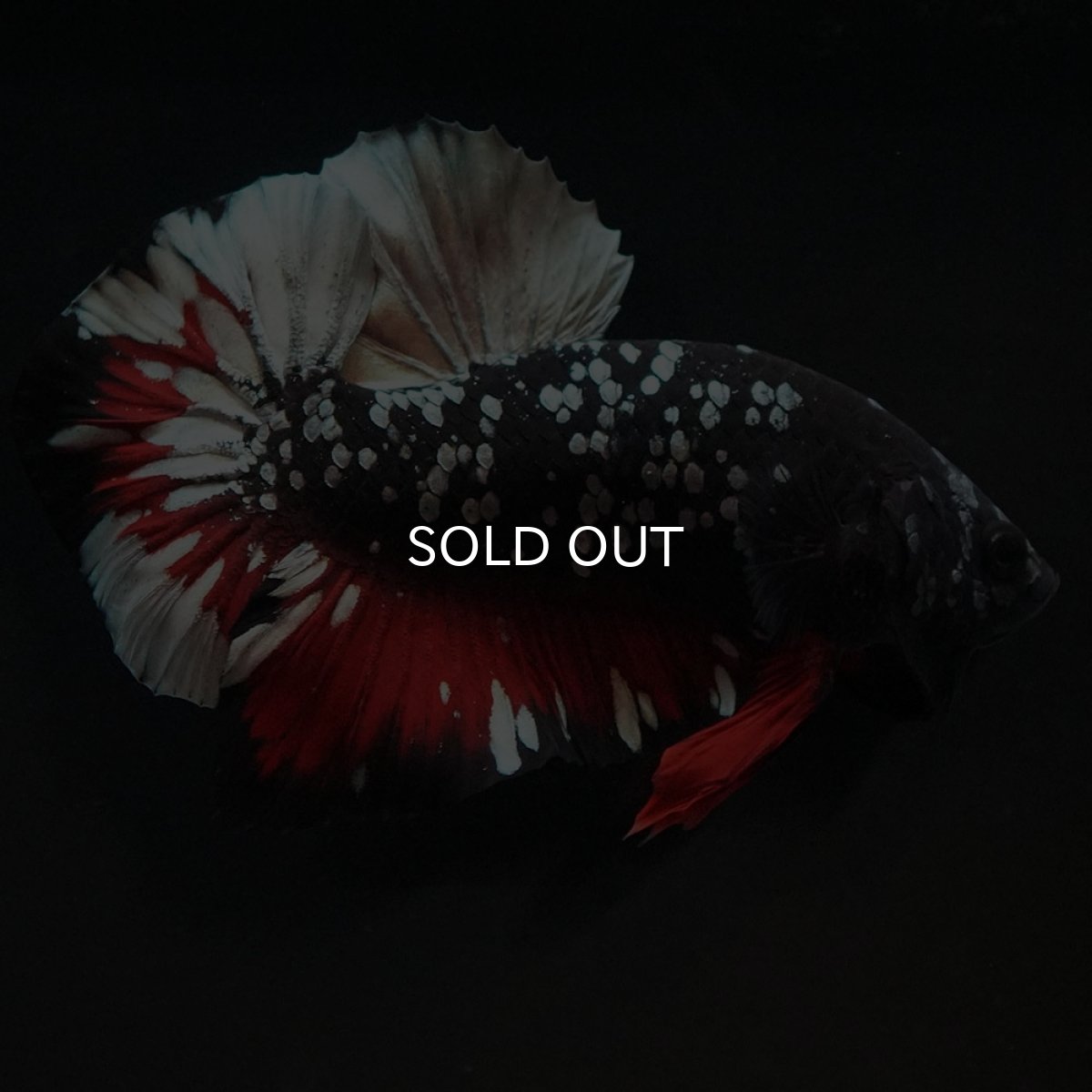 画像9: HMPK　ブラックカッパースター (9)