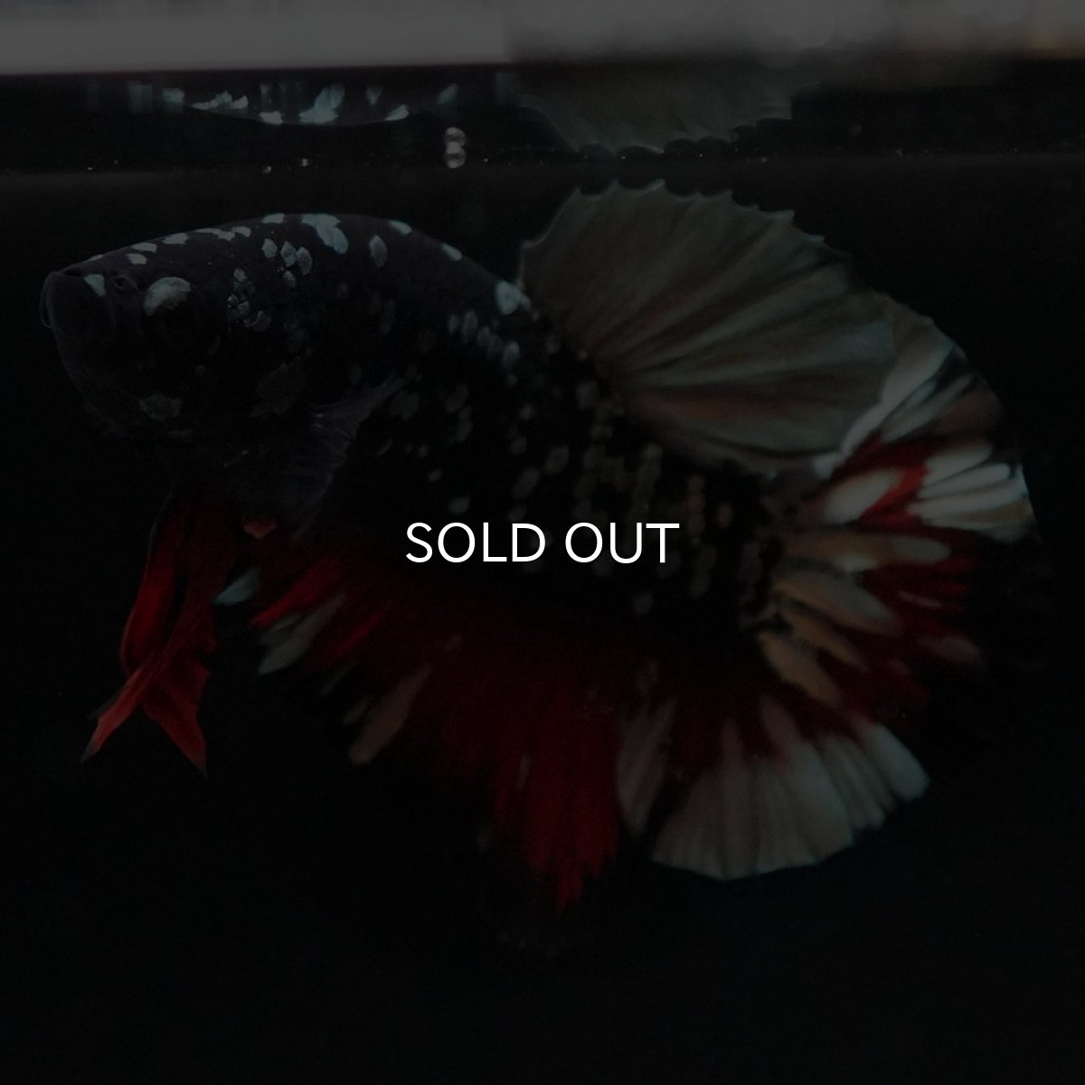 画像12: HMPK　ブラックカッパースター (12)