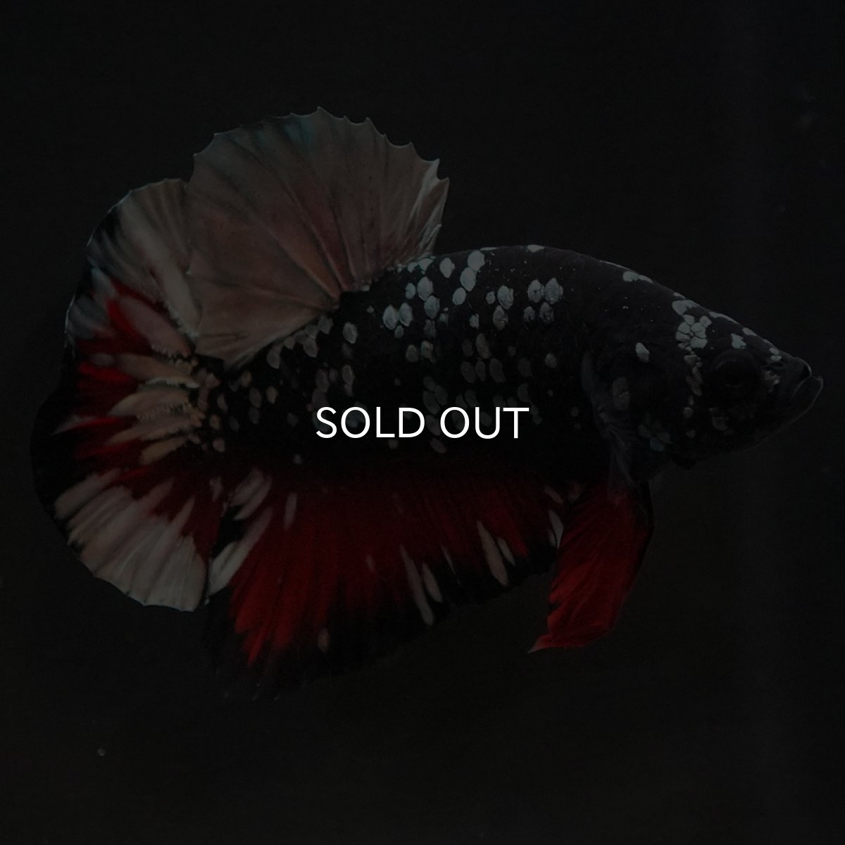 画像11: HMPK　ブラックカッパースター (11)