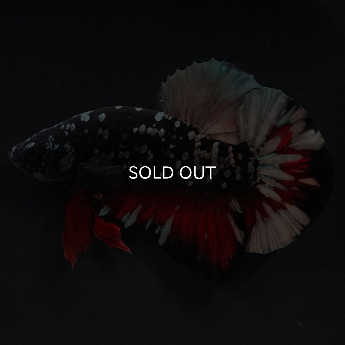 画像4: HMPK　ブラックカッパースター (4)