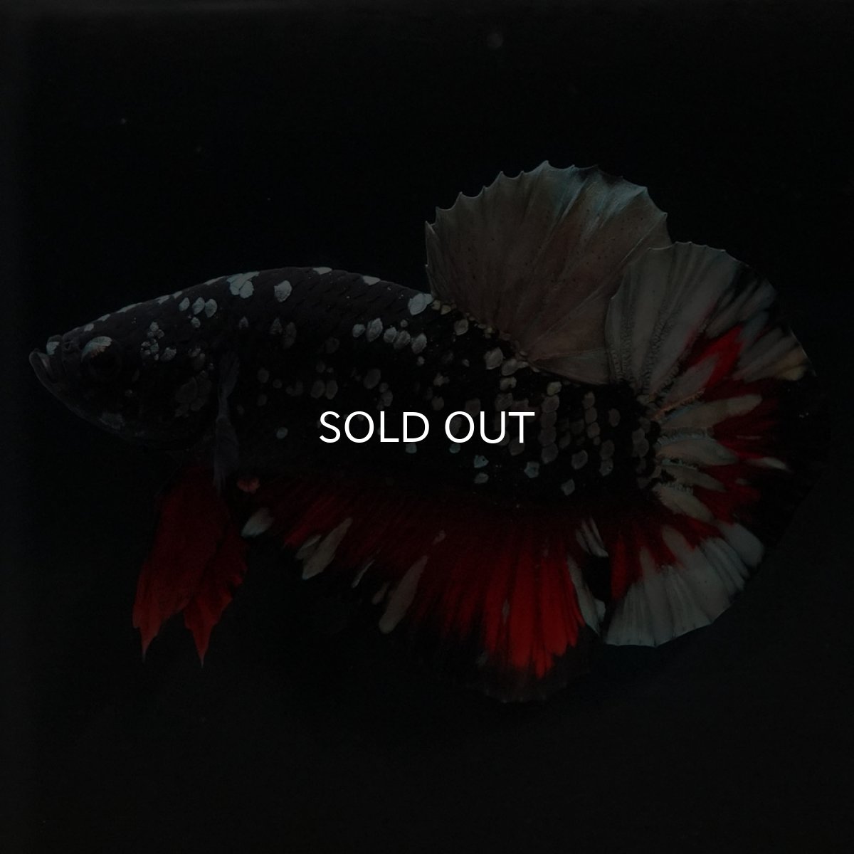 画像2: HMPK　ブラックカッパースター (2)