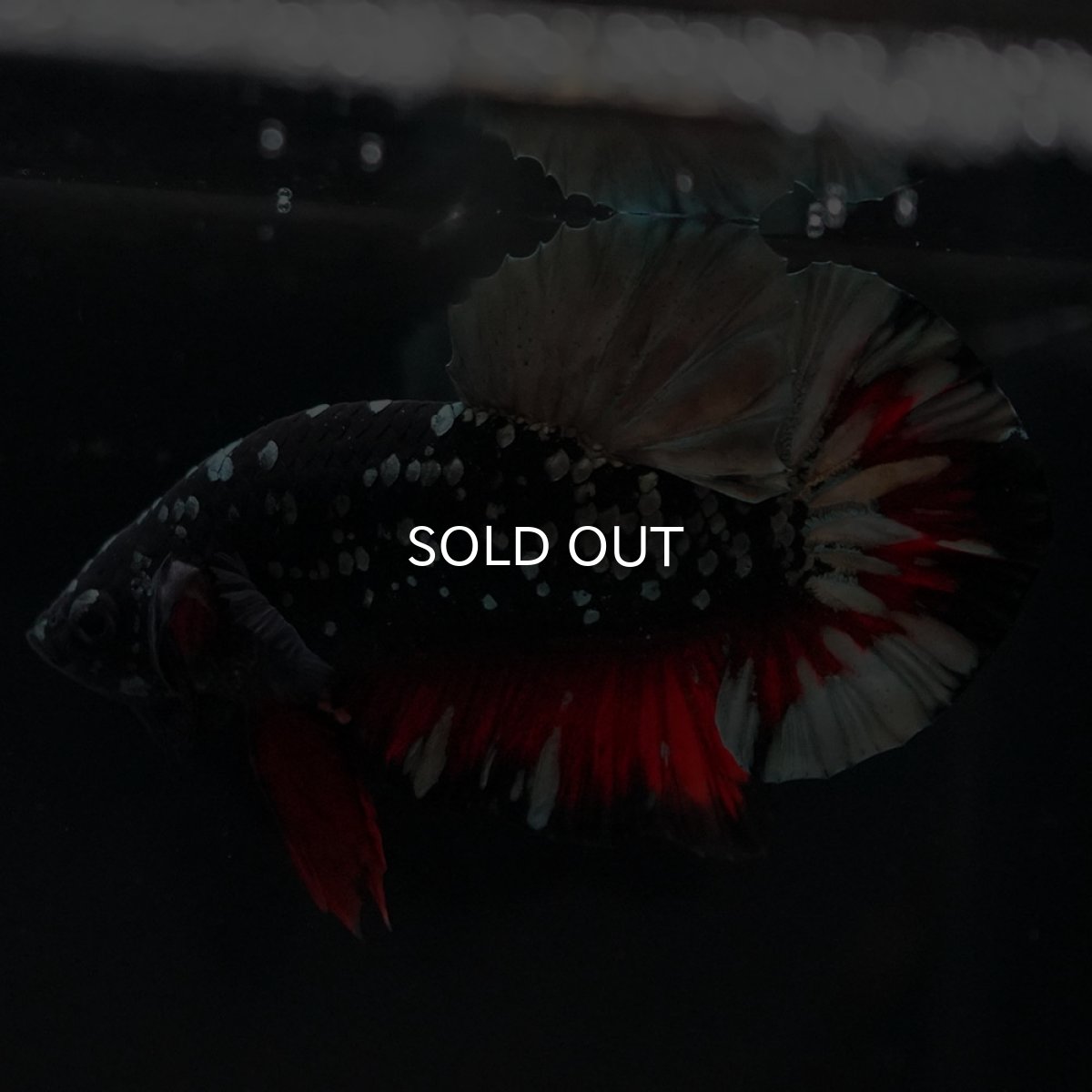 画像10: HMPK　ブラックカッパースター (10)