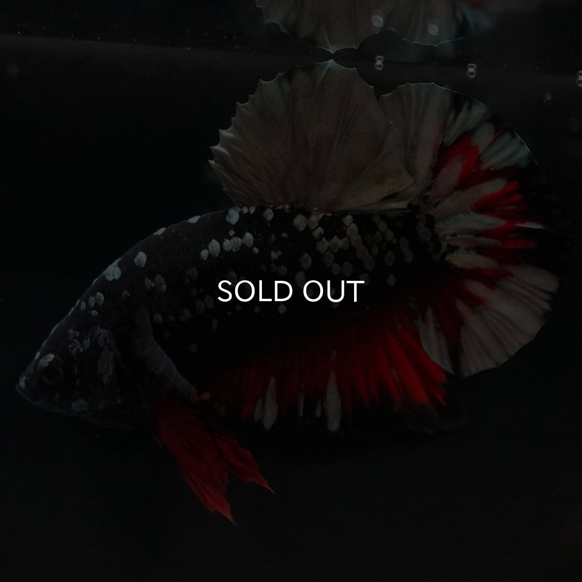 画像8: HMPK　ブラックカッパースター (8)