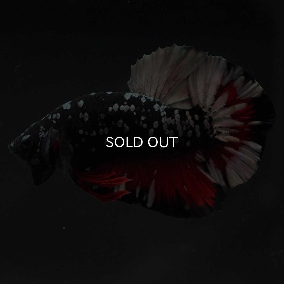 画像6: HMPK　ブラックカッパースター (6)